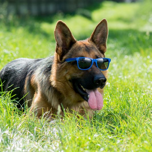 Chillin' with Fido: Keeping Your Pup Cool When the Summer Sizzles!