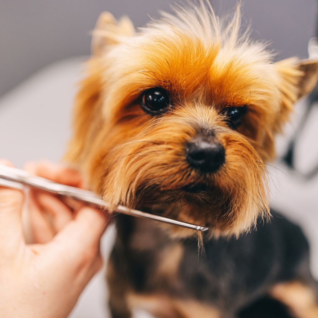 The Importance of Pet Grooming