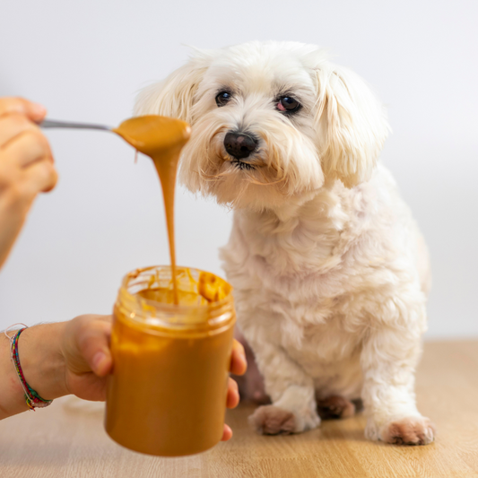 Are Peanuts Safe For Dogs?